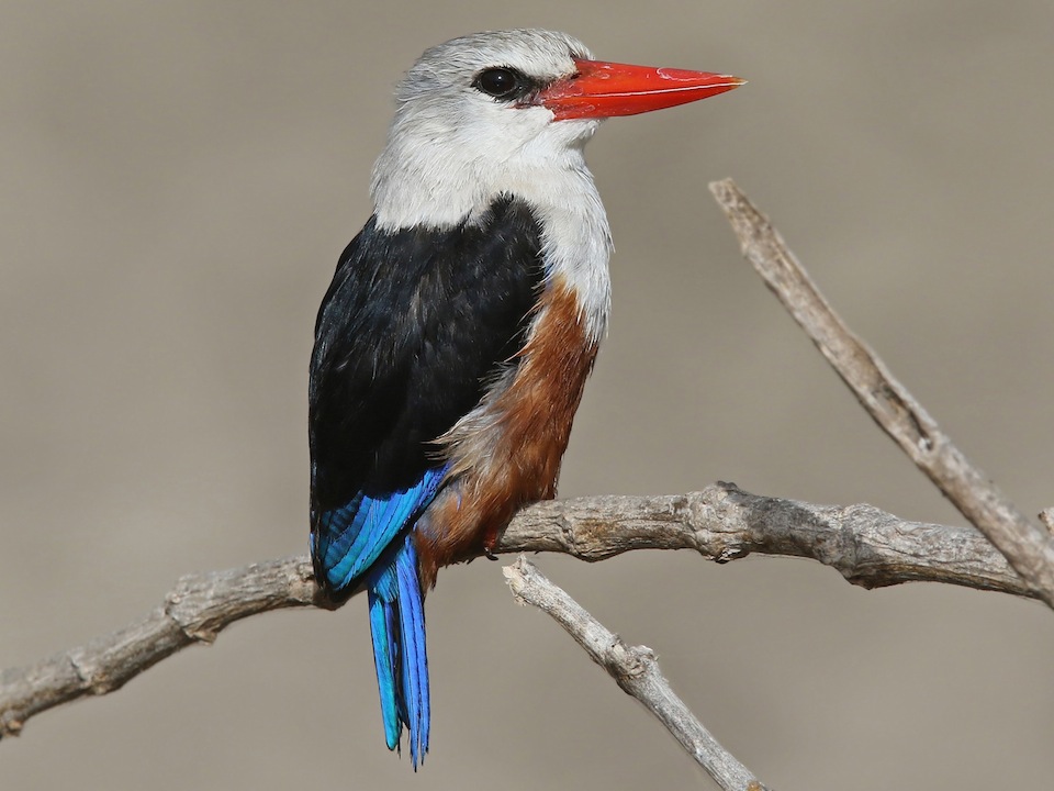 birds of oman