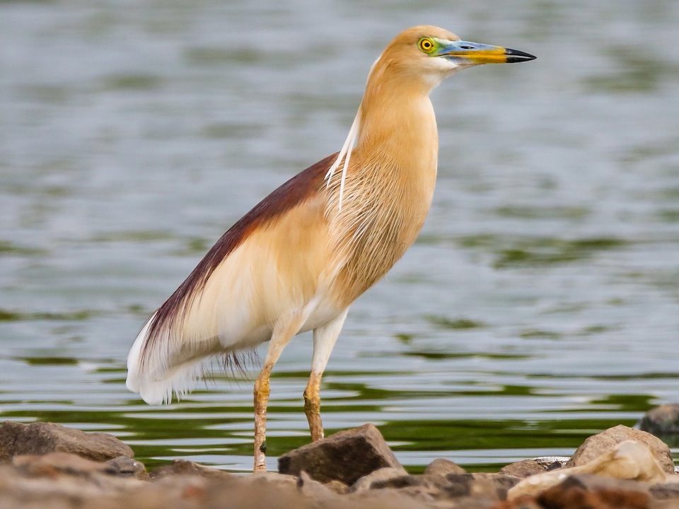 birds of oman - Indian pond heron