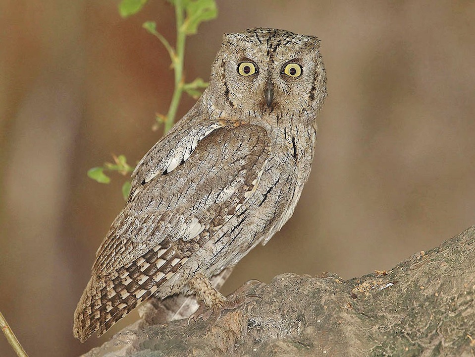 birds of oman - arabian scops owl
