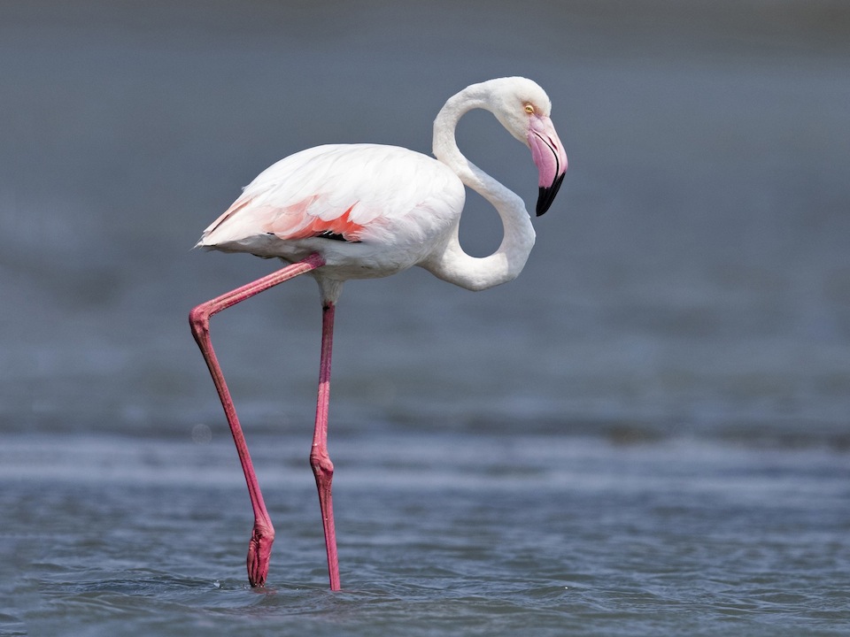 birds of oman - greater flamingo