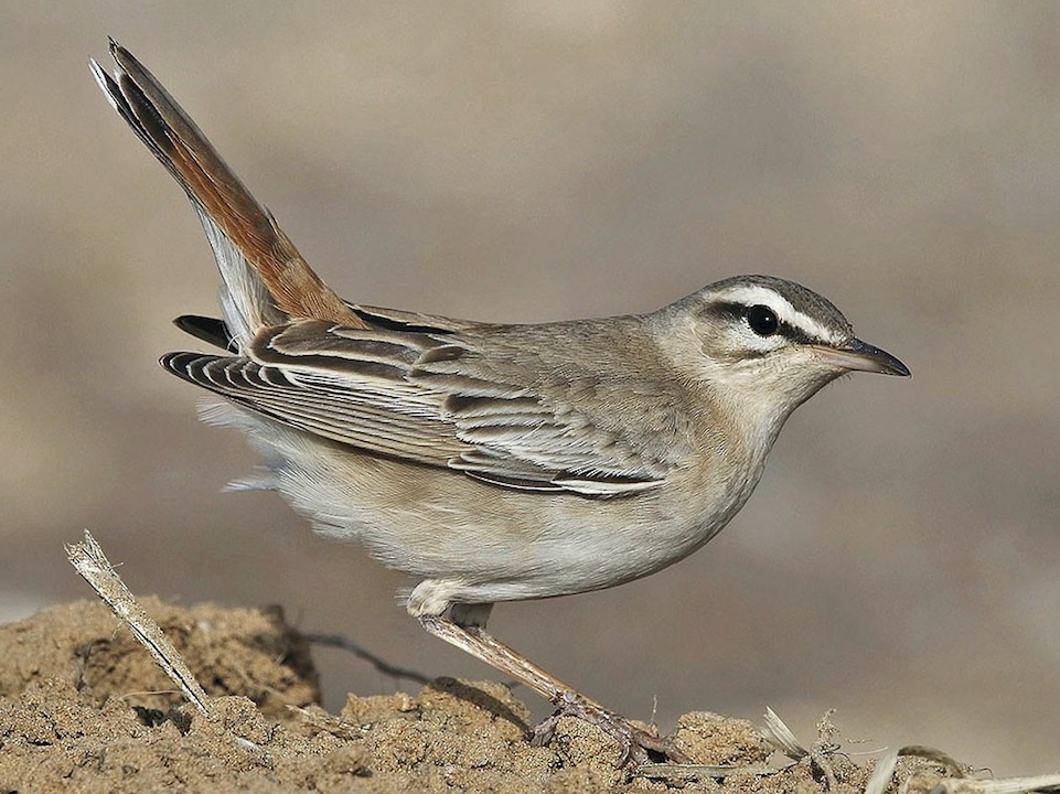 birds of oman - rufous-tailed scrub robin